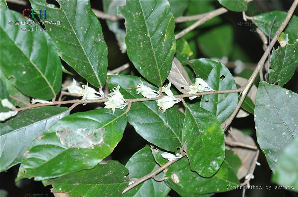  p>密花胡颓子(学名: i>elaeagnus conferta /i> roxb.