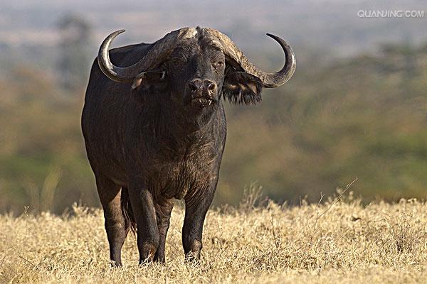 非洲水牛