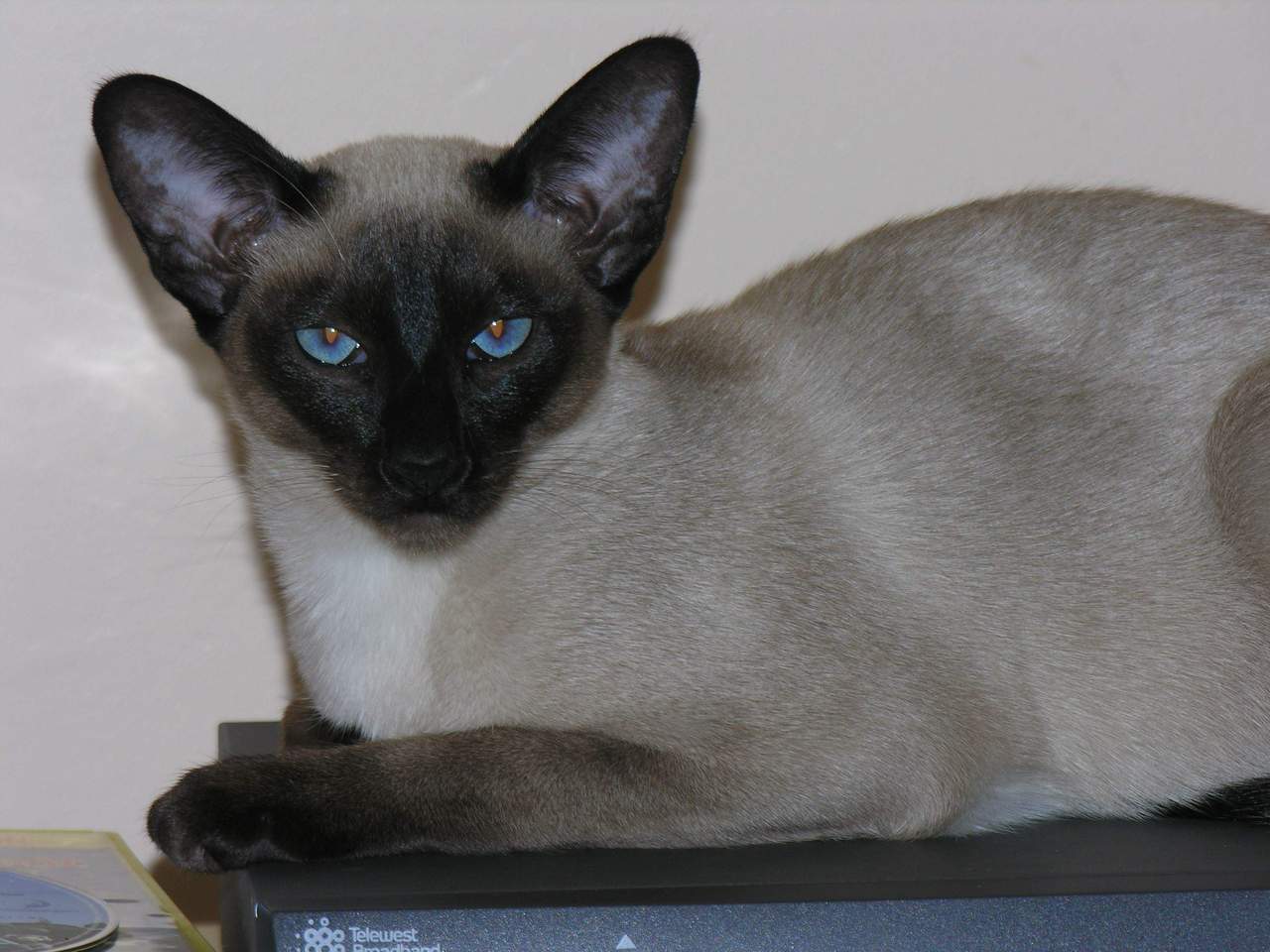 tonkinese