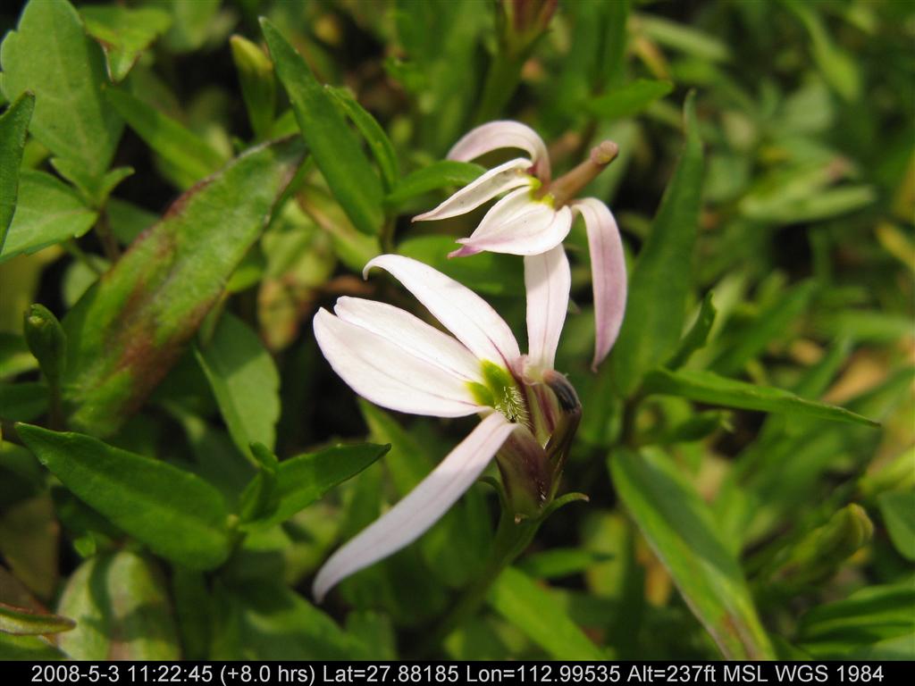 ">半边莲亚科 /a>草本或亚灌木植物;叶互生,有时作莲座状排列;花