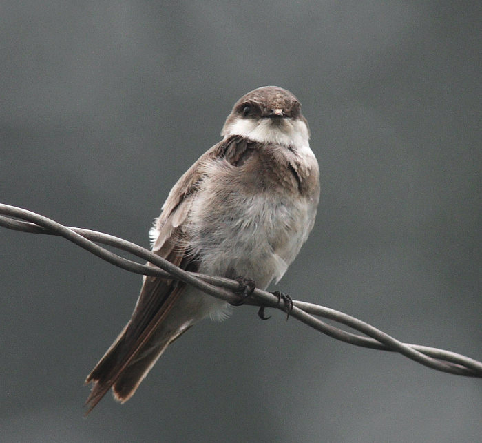  p>普通楼燕(学名: i>apus apus /i>):是一种体长21厘米的 a href="#"