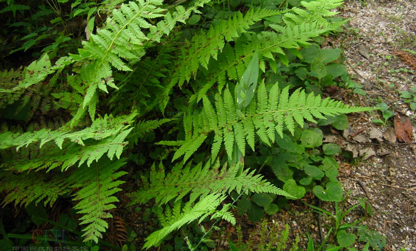 中日金星蕨