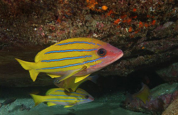  p>五线笛鲷(lutjanus quinquelineatus)为鲈形目,笛鲷科,笛鲷属一种