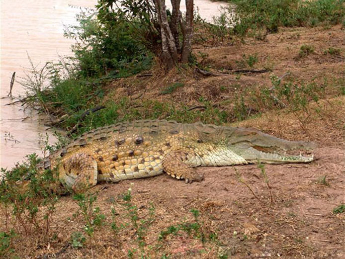  p>宽吻凯门鳄,学名 i>caiman latirostris  /i>(daudin, 1801), a
