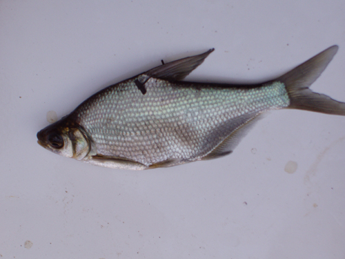  p>厚颌鲂是一种重要的经济鱼类,在水库,湖泊和池塘中都能生长,其肉嫩