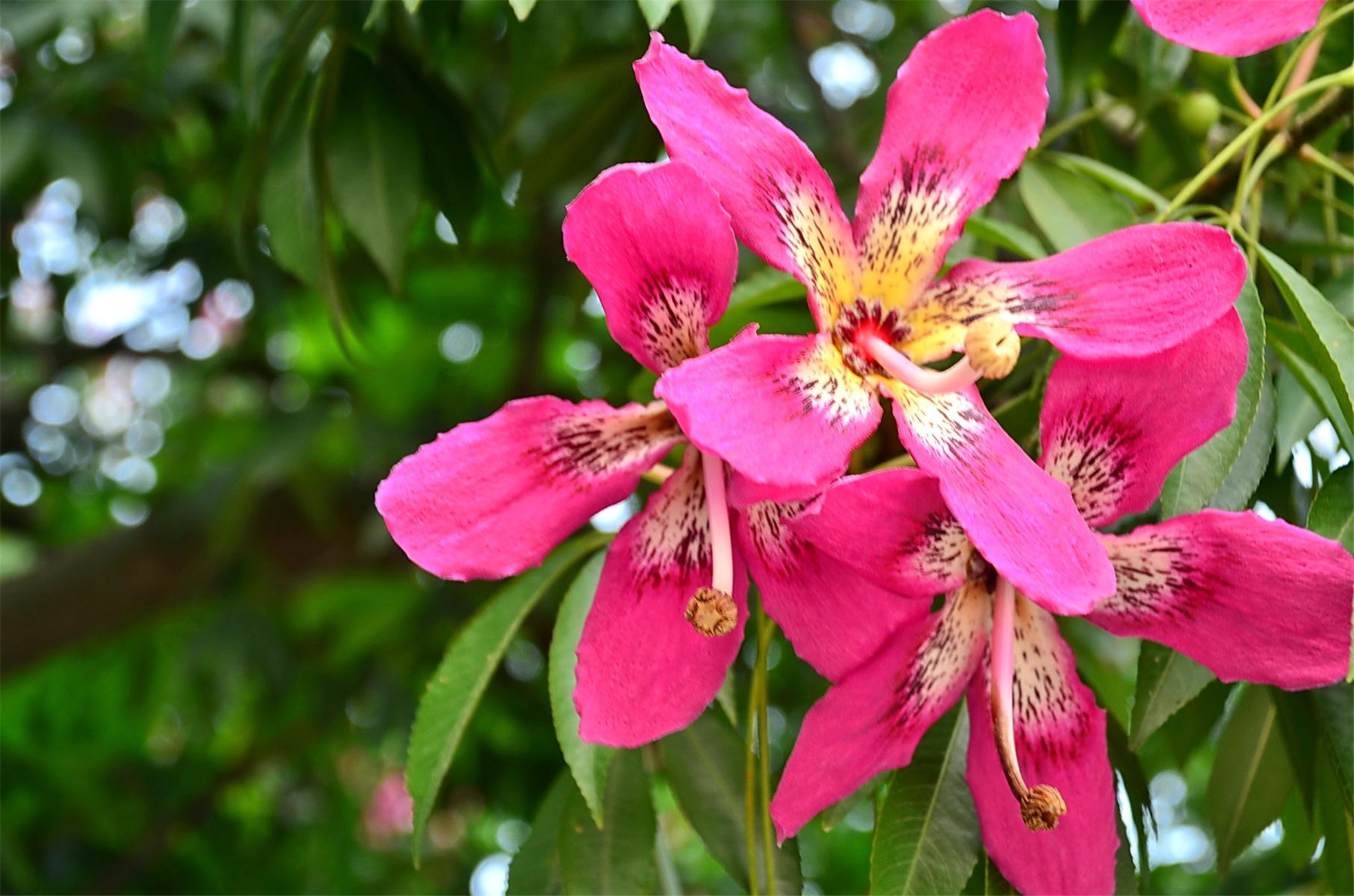  p> a target="_blank" href="/item/美丽异木棉/3566693" data-lemma