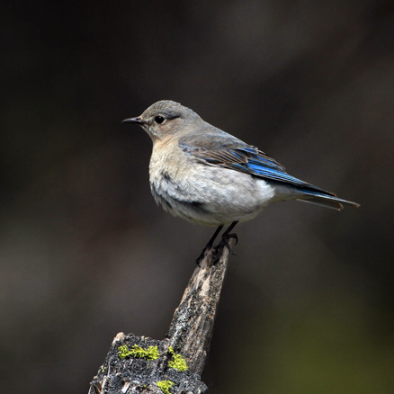  p>北美产 a target="_blank" href="/item/雀形目/6774453" data