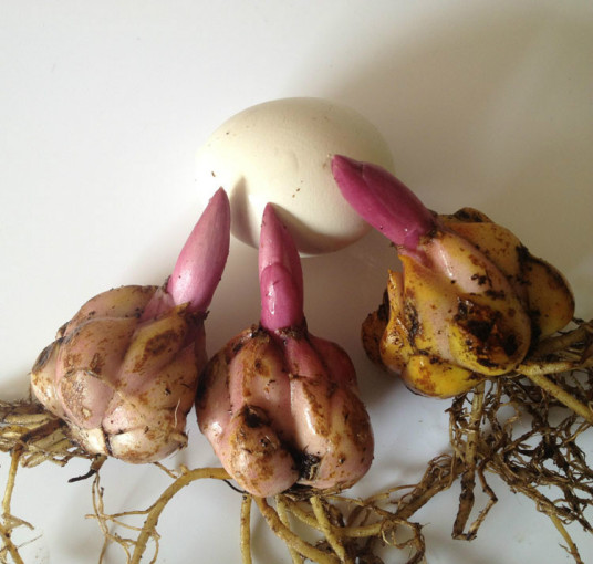 百合种球 百度百科