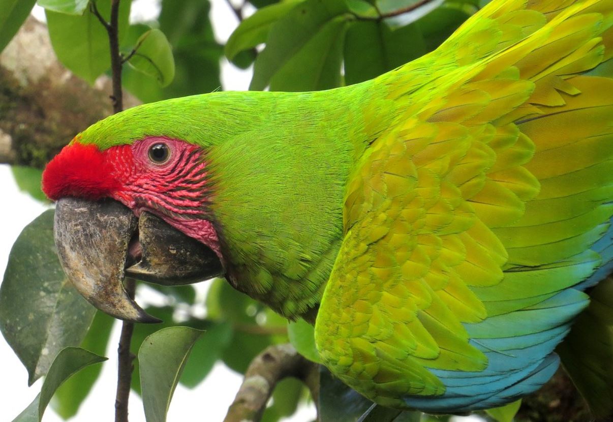  p>大绿金刚鹦鹉(学名: i>ara ambigua /i>):是鹦鹉科,金刚鹦鹉属的