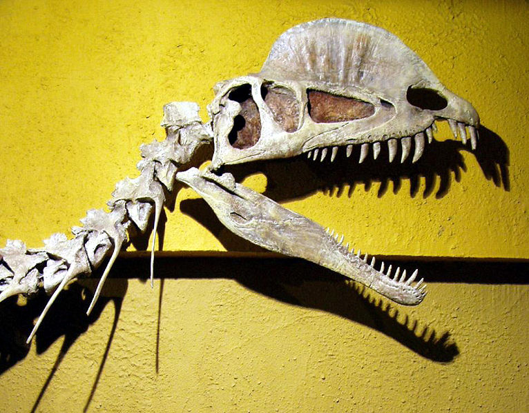  p data-id="gnwrfchwzl">冠龙(学名:corythosaurus),又名盔龙,鸡冠龙