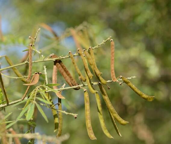  p>白灰毛豆(学名: i>tephrosia candida /i> dc.