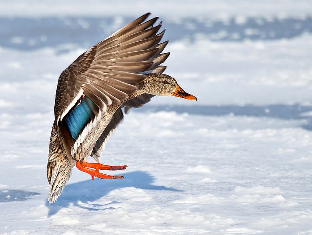  p>绿头鸭美国亚种(学名: i>anas platyrhynchos diazi /i>)是绿头鸭