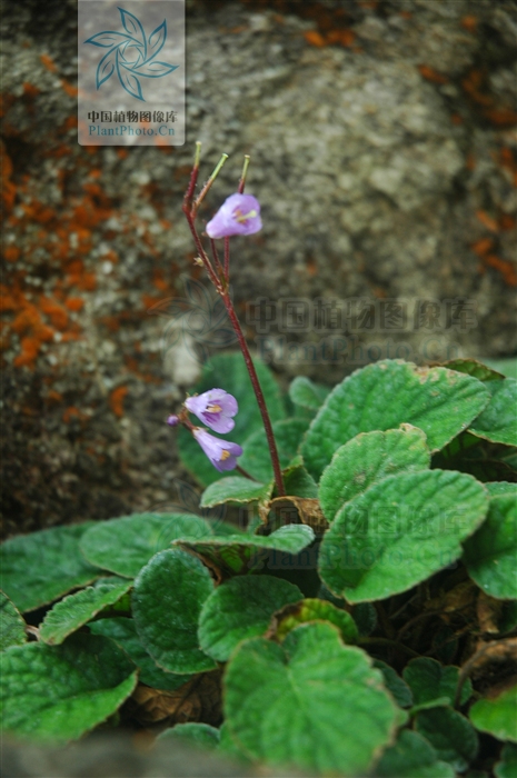  p>大叶石上莲,是 a target="_blank" href="/item/苦苣苔科">苦苣苔