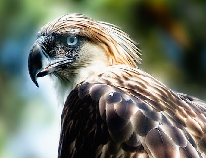  p>食猿雕(学名: i>pithecophaga jefferyi /i>):也称作菲律宾雕.