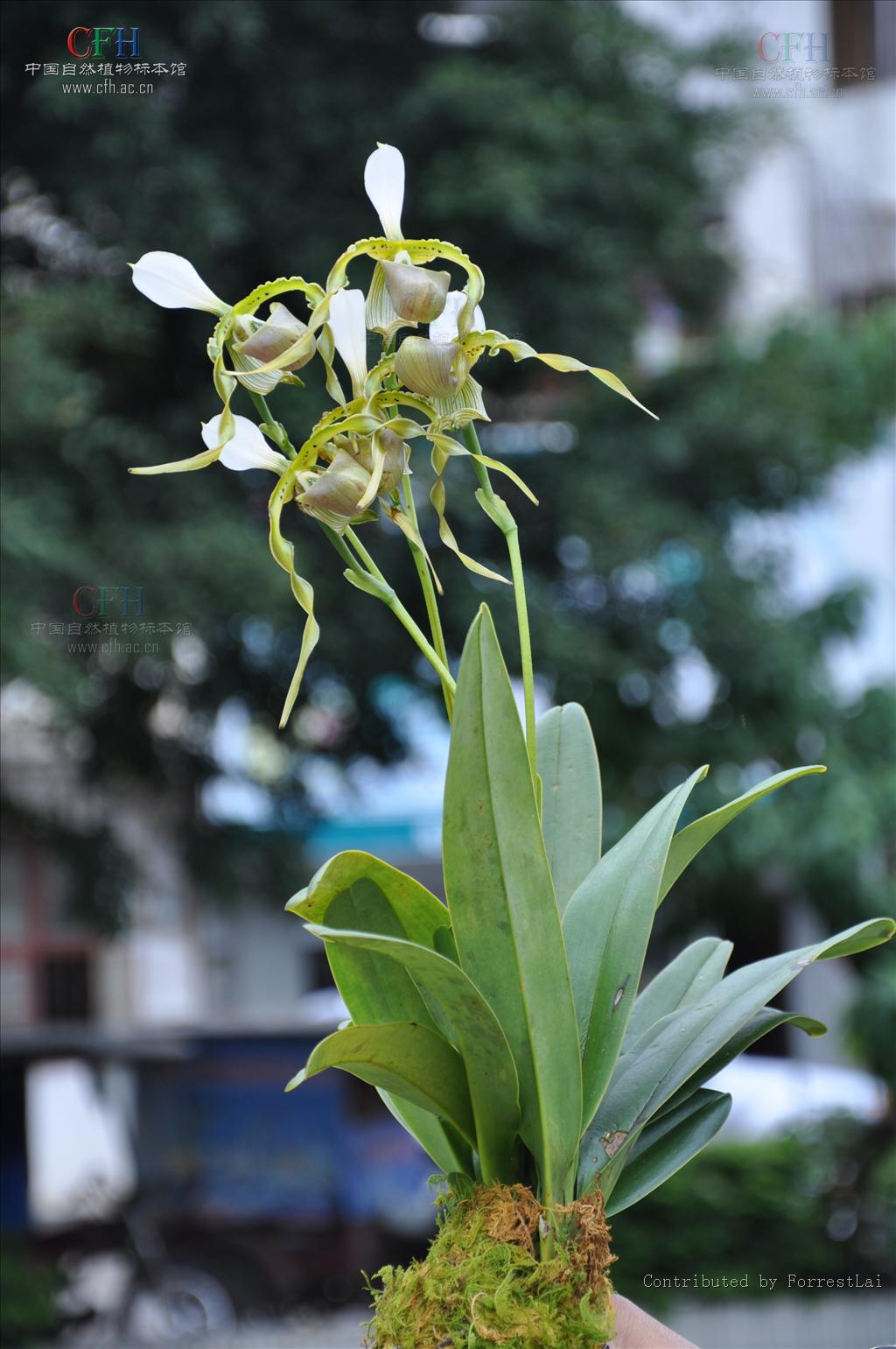  p>长瓣兜兰(学名: i>paphiopedilum dianthum /i> t. tang et f. t.