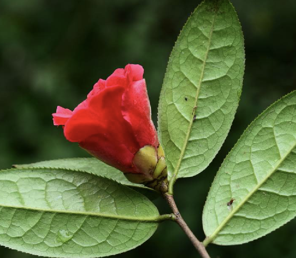  p>多齿红山茶(学名: i>camellia polyodonta /i> how ex hu )是山茶