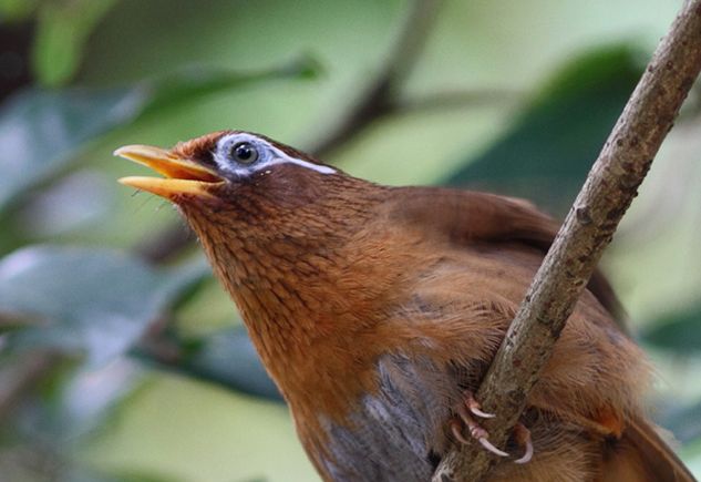  p>画眉鸟(学名: i>garrulax canorus /i>):是鸟纲,画眉科的中型鸟类.