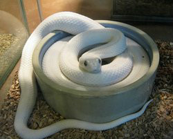 一般指患白化病的蛇,相对较为少见,例如蟒蛇的白化种黄金蟒