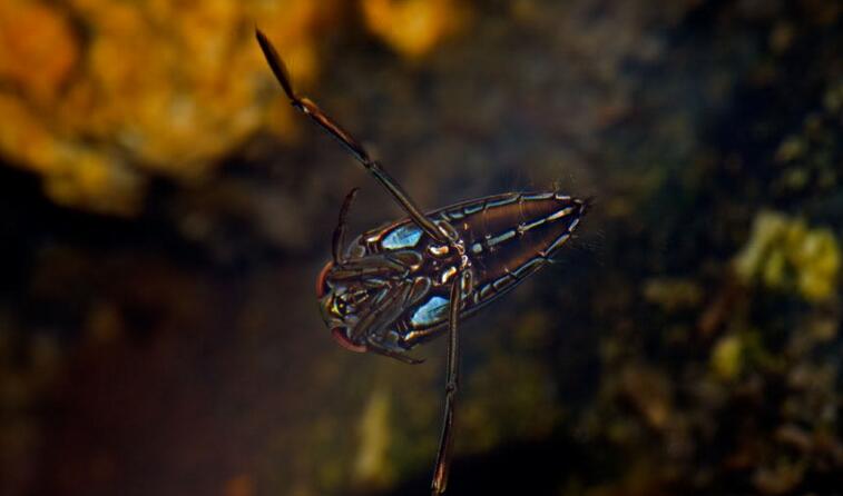  p>华粗仰蝽为肉食性的昆虫,其捕食的对象有蚊子,蝇类,蝶蝇,小仰泳蝽