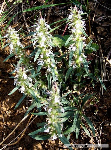  p> b>线叶筋骨草 /b>(学名: b> i>ajuga linearifolia /i> /b>),为