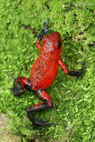  p>草莓箭毒蛙( i>oophaga pumilio /i>),又名草莓毒刺蛙,箭毒蛙科