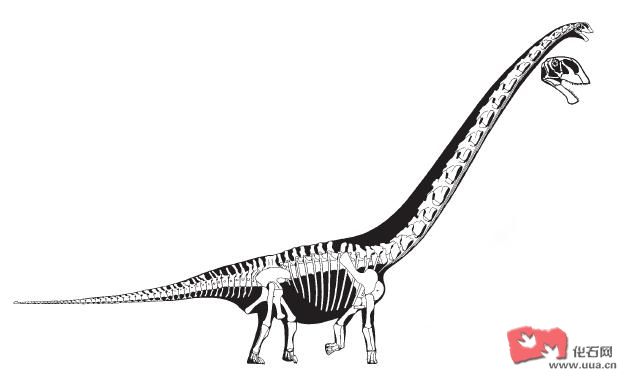 马门溪龙(mamenchisaurus)