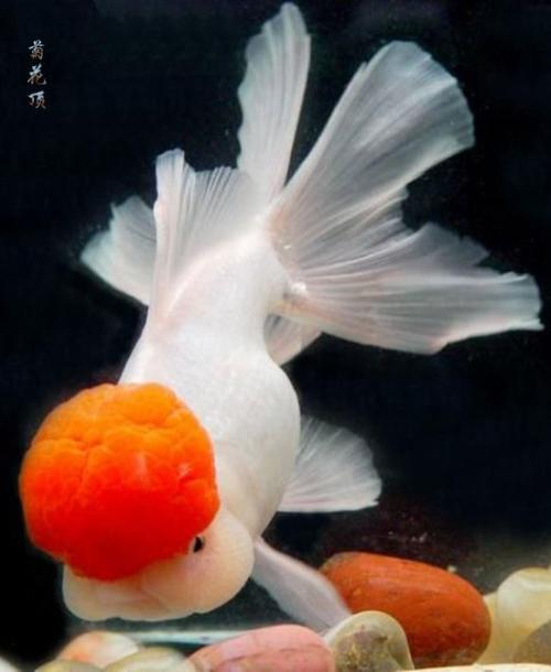  p>红帽金鱼,原产地中国,属鲤科,因为头上的"红帽子"而得名,又称红