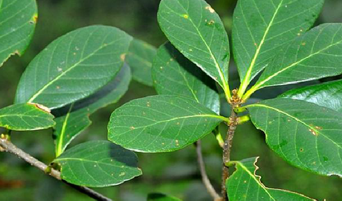  p>倒卵叶青冈(学名: i>cyclobalanopsis obovatifolia /i> (huang) q