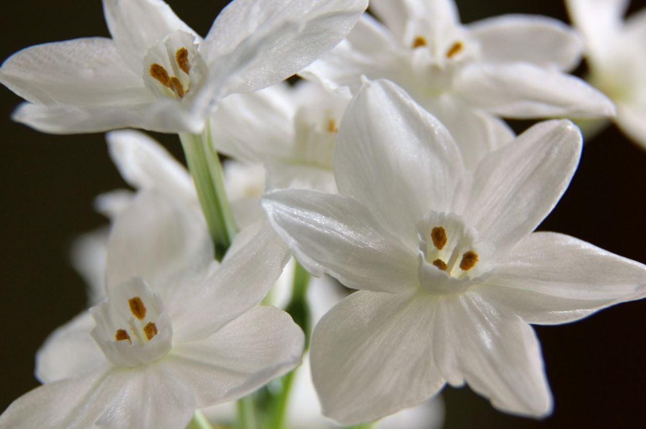  p>多花水仙(学名: i>narcissus tazetta /i> l.