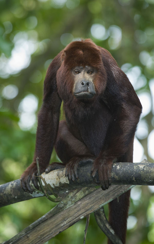  p>红吼猴( a href="#" data-lemmaid="8074290">学名 /a>alouatta