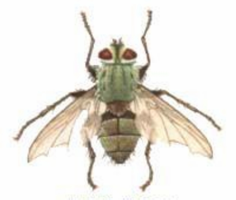  p>松毛虫狭颊寄蝇(carcelia matsukarehae)是松毛虫重要的寄生天敌之