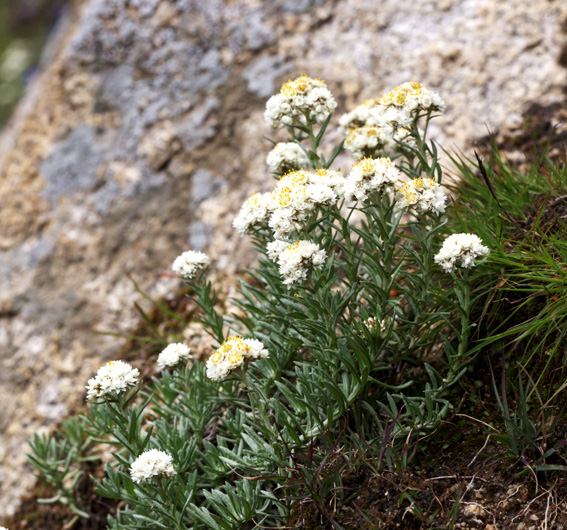 anaphalis tibetica