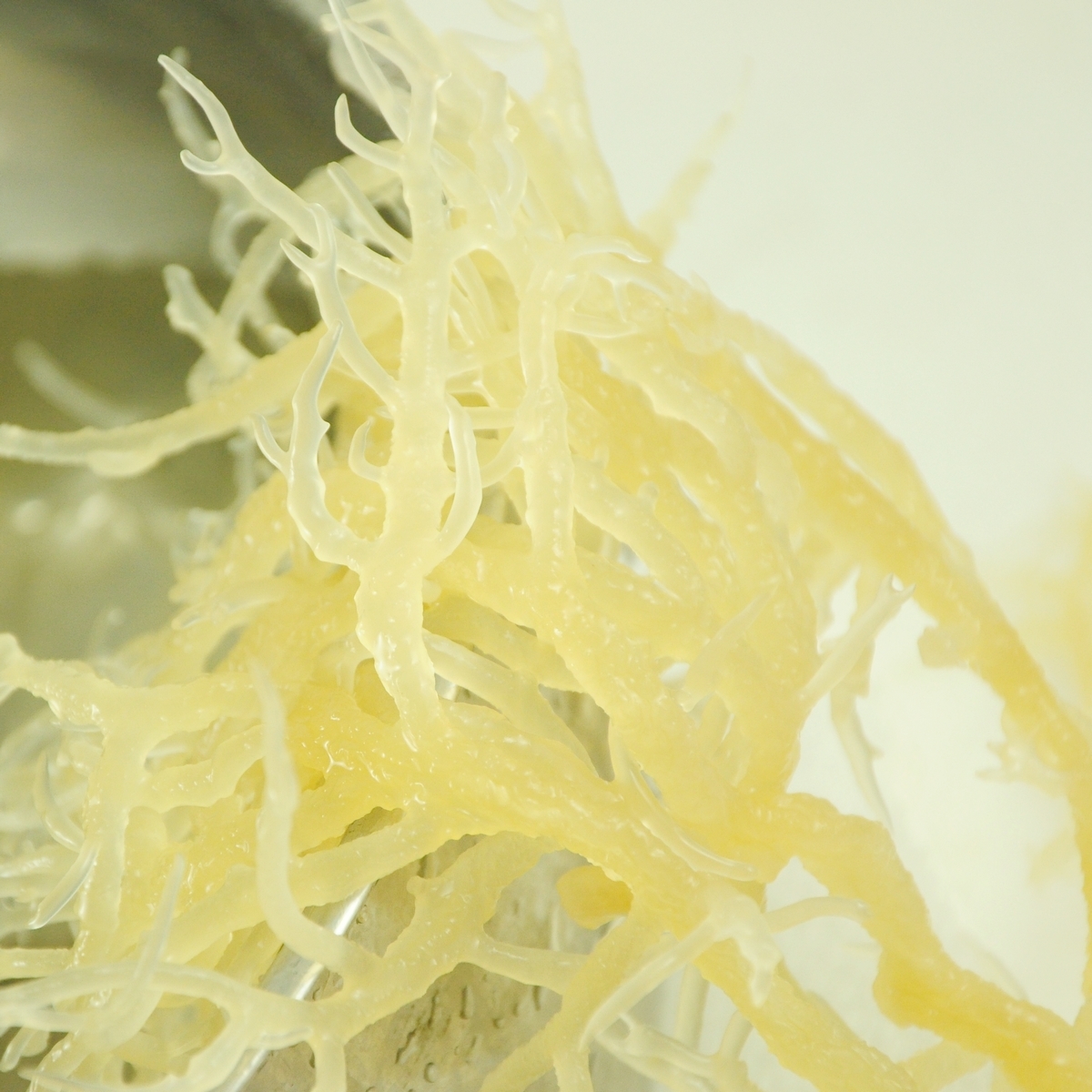  p data-id="gnbxcl5nwz">洋菜,亦称 a target