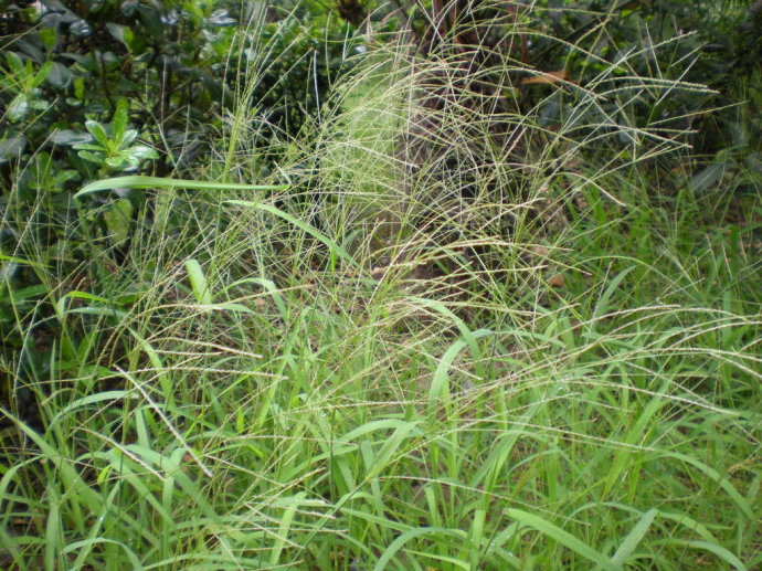  p>虮子草是禾本科的一类植物.一年生草木.秆较细弱,高30-60厘米.