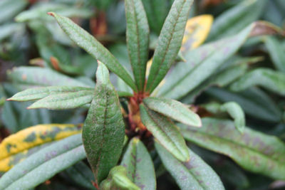  p>棕背杜鹃(学名: i>rhododendron alutaceum /i> balf. f. et w. w.