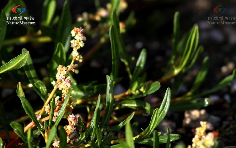 细叶西伯利亚蓼