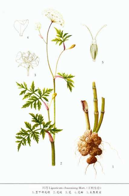  p>川芎(学名: i>ligusticum chuanxiong hort /i>),栽培植物,主产于
