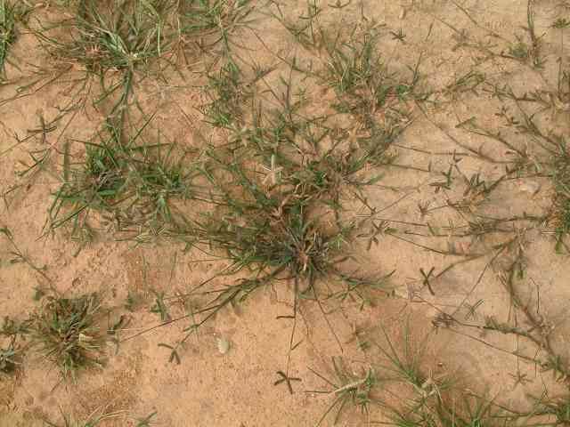  p>龙爪茅属,约10 种,主要分布在 a href="#" data-lemmaid="1696780"