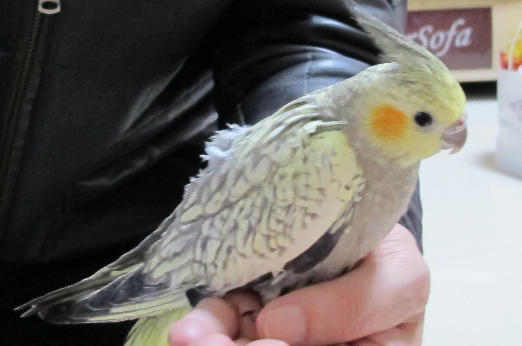  p>珍珠锥尾鹦鹉马拉尼昂州亚种,鸟体羽毛为绿色,头部为暗棕色,羽为白