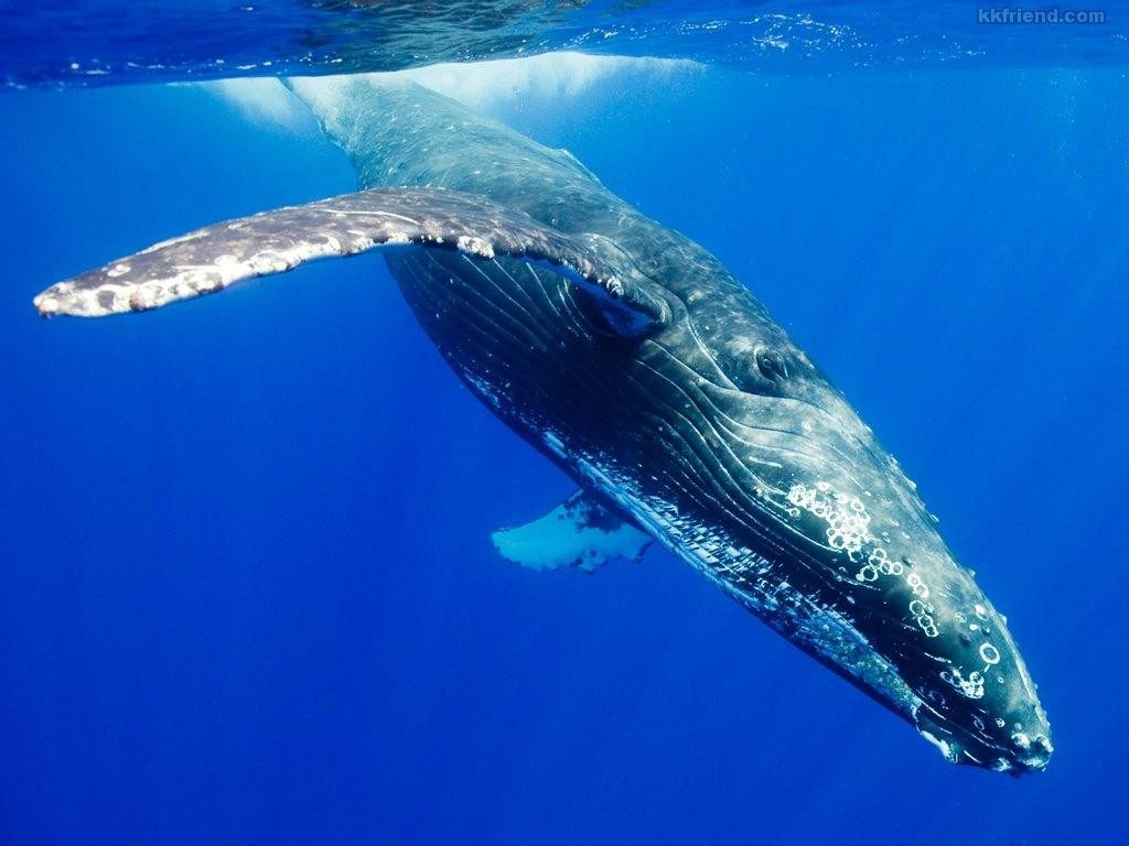  p>须鲸科(balaenopteridae)是 a target="_blank" href="/item/须鲸