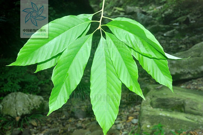  p>大叶青冈(学名: i>cyclobalanopsis jenseniana /i>),常绿 a href=