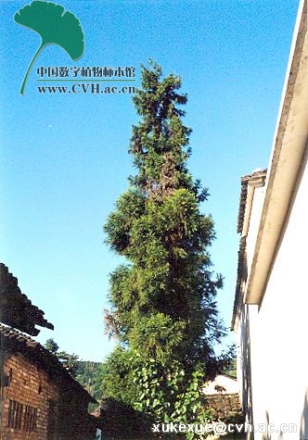日本柳杉_百度百科