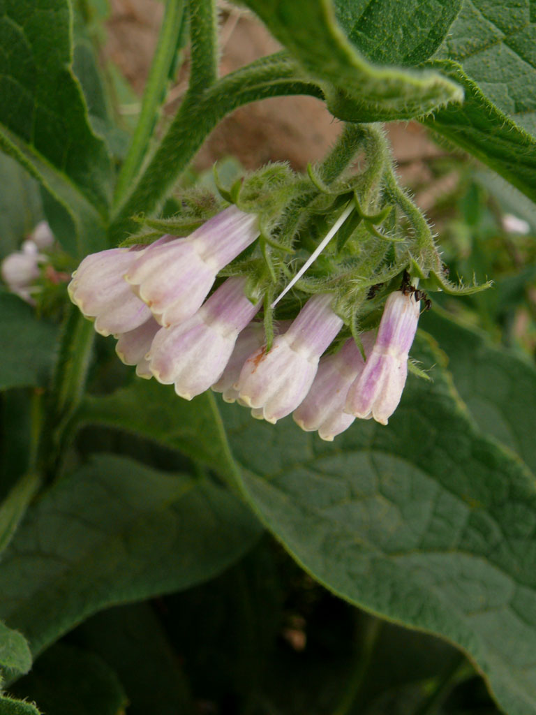  p>丛茎滇紫草( a href="#" data-lemmaid="8074290">学名 /a>:onosma