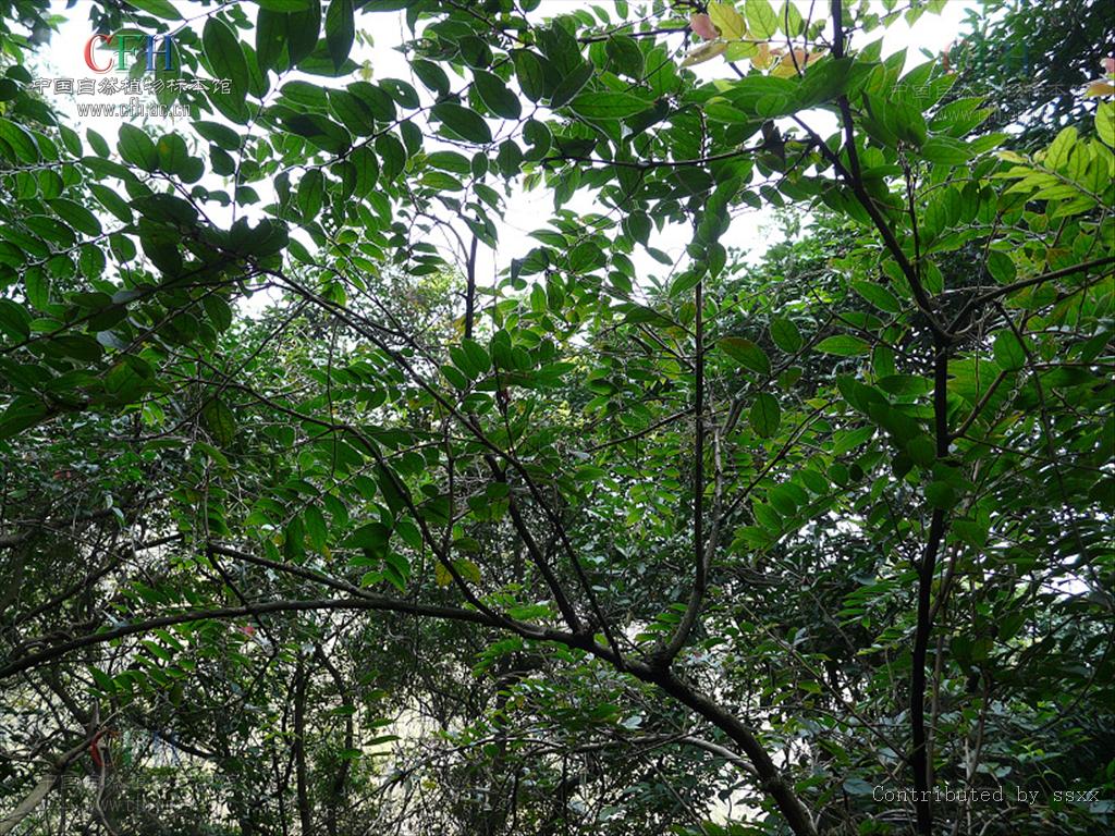为大戟科算盘子属植物毛果算盘子 i>glochidion eriocarpum /i> champ