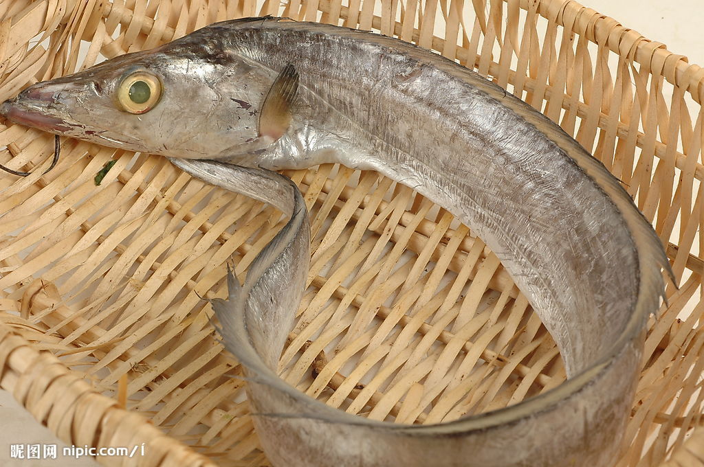  p>南海带鱼,栖息深度:0 - 200公尺;地理分布:分布於印度-西太平洋