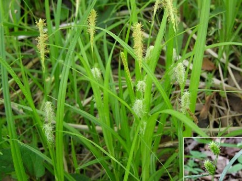  p>根状茎具细长的地下匍匐茎.