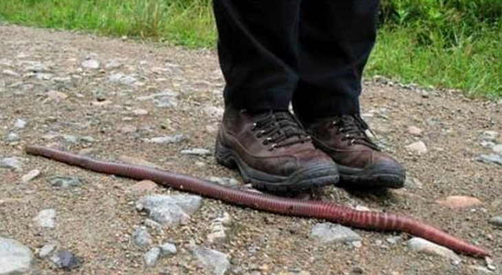  p>蚯蚓又名地龙,是 a target="_blank" href="/item/环节动物门