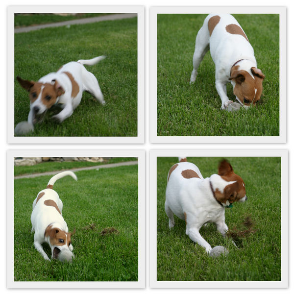 帕尔森·杰克·罗塞尔梗