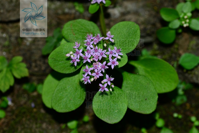  p>一年生或二年生草本,全株无毛.生于海拔800-2000米的山坡林下.