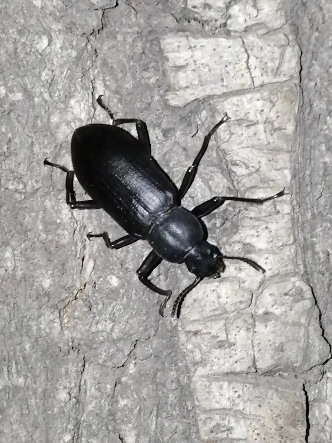  p>拟步甲科是属昆虫纲鞘翅目中的一科,世界性分布,以沙漠干旱地区多